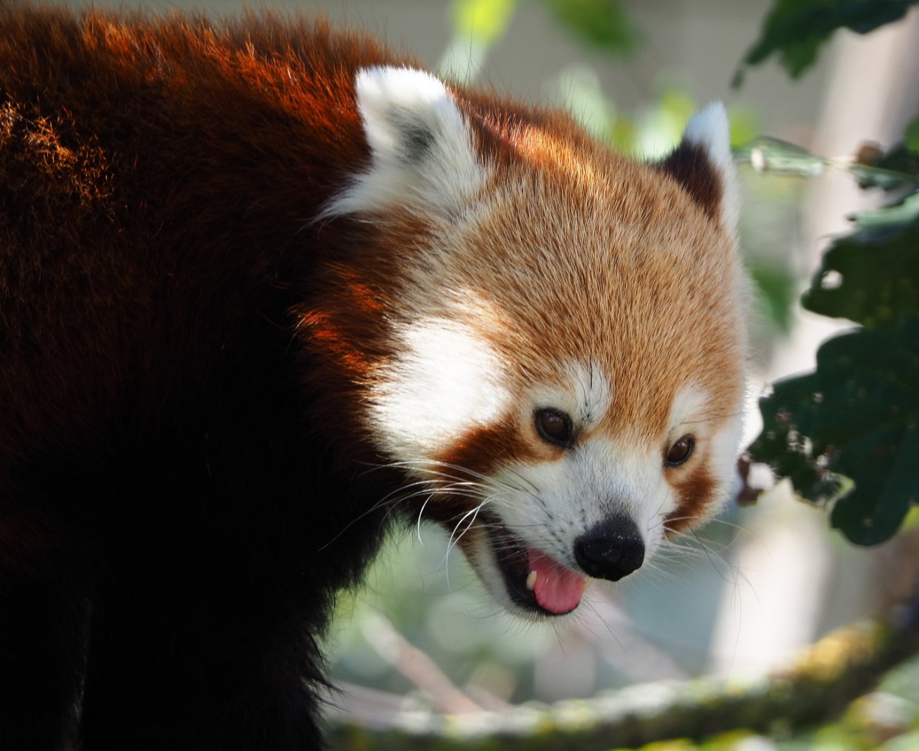 Red panda (Ailurus fulgens), 2019-09-21