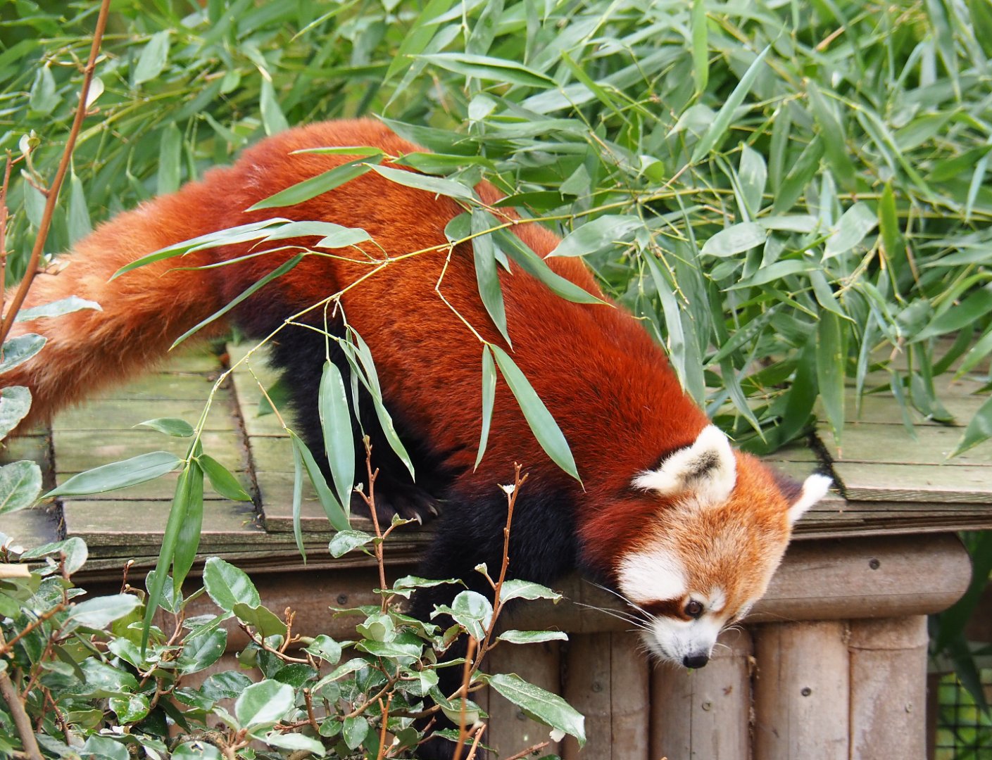 Red panda (Ailurus fulgens), 2019-10-05