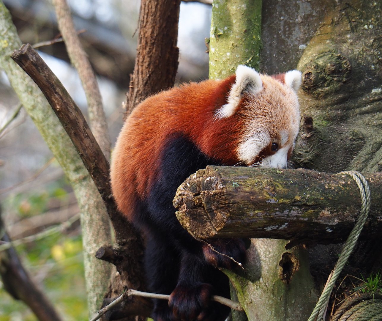 Red panda (Ailurus fulgens), 2020-01-11