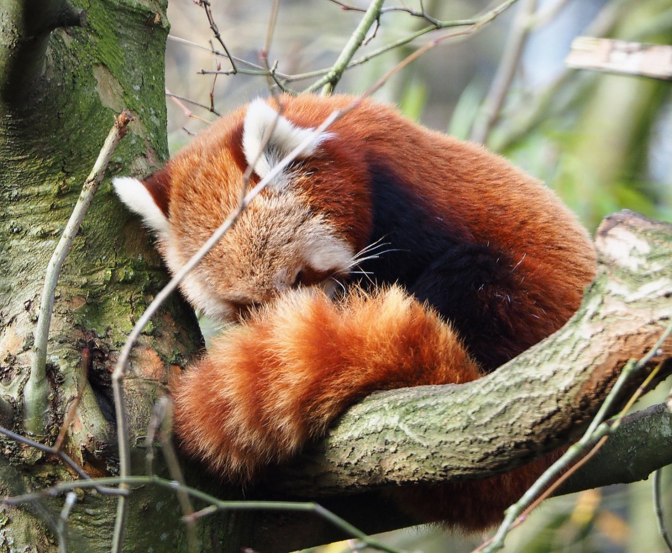 Red panda (Ailurus fulgens), 2020-01-11