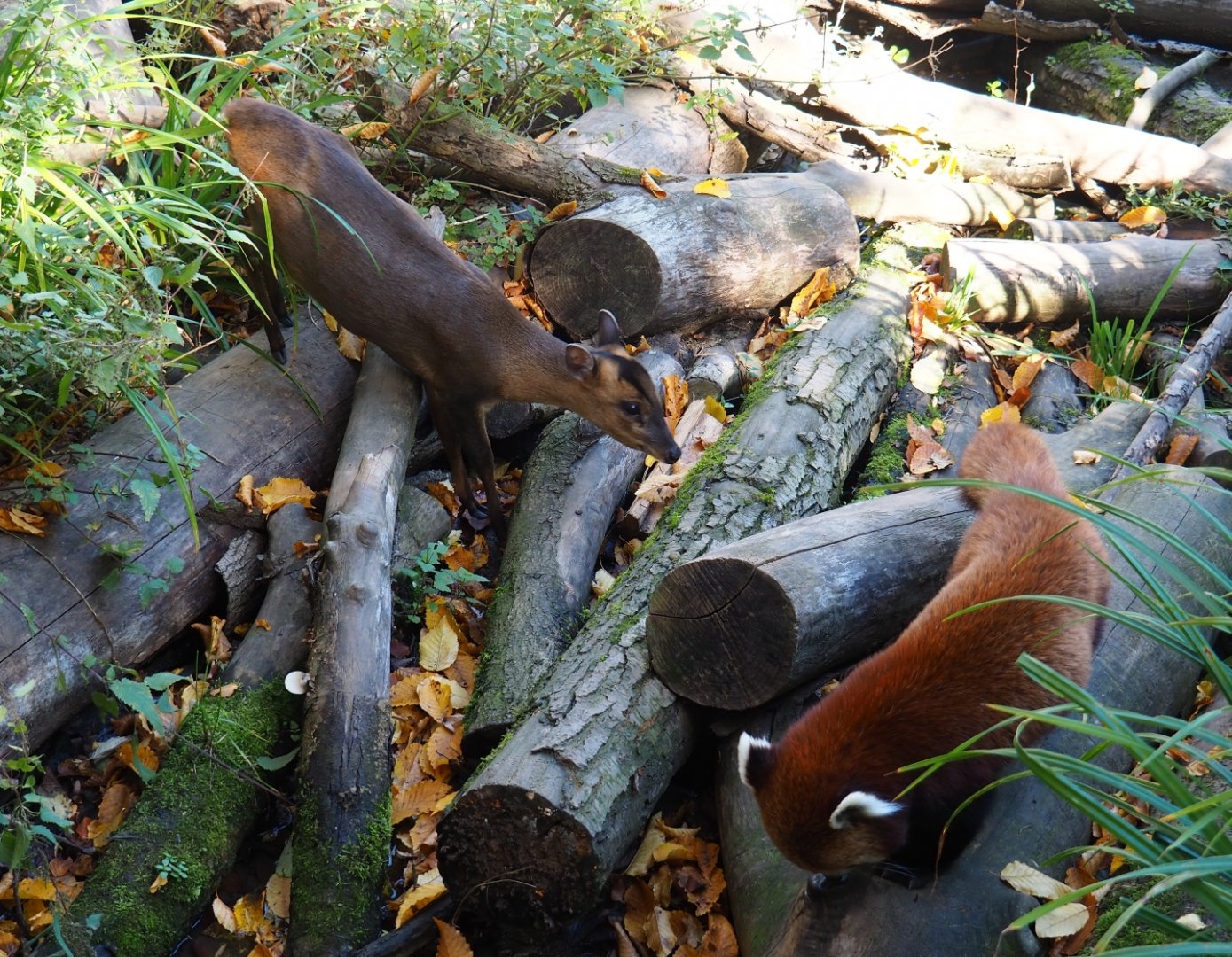Red panda (Ailurus fulgens) and Reeves' muntjac (Muntiacus reevesi), Oct 13th, 2018
