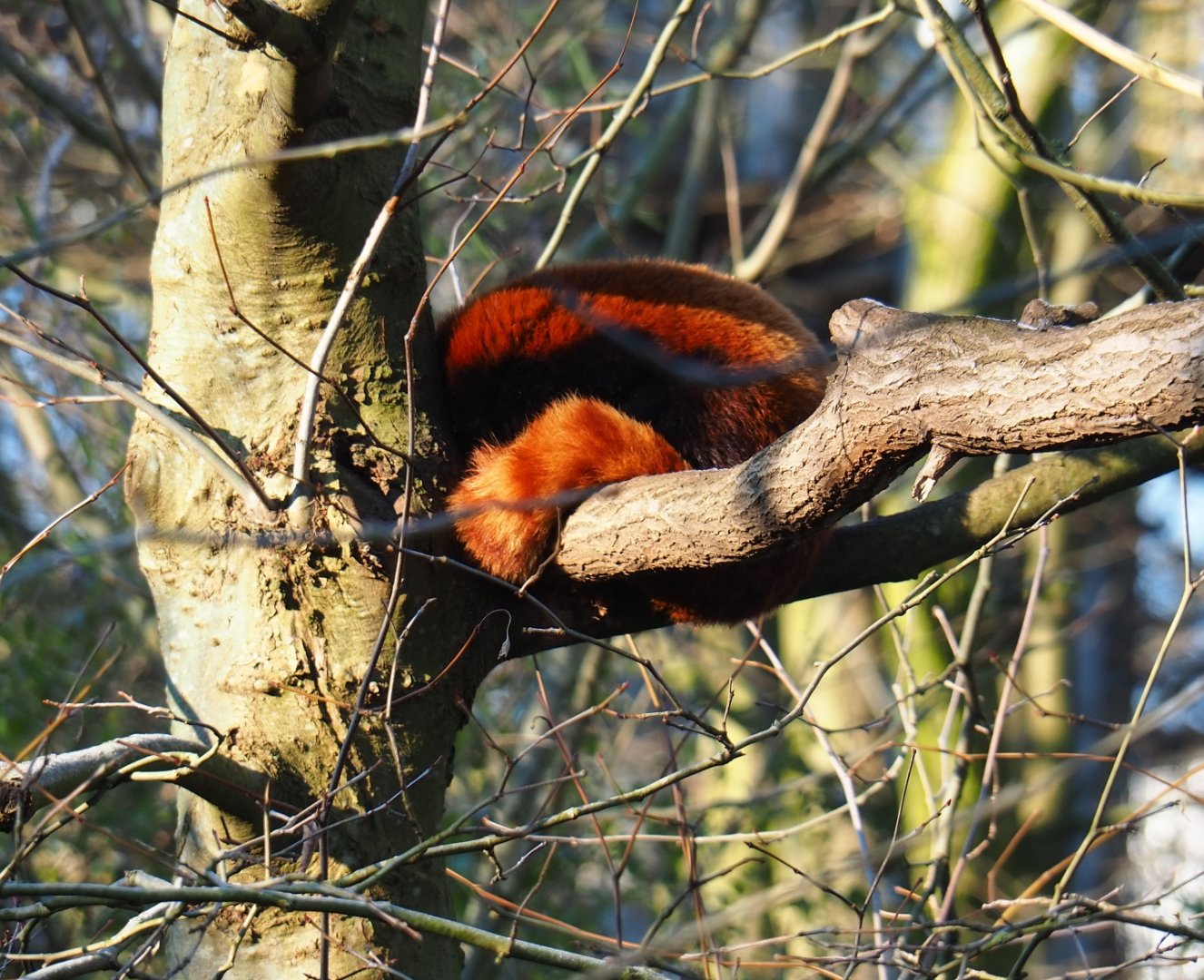 Red panda (Ailurus fulgens) asleep in a tree (Jan 20th, 2019)