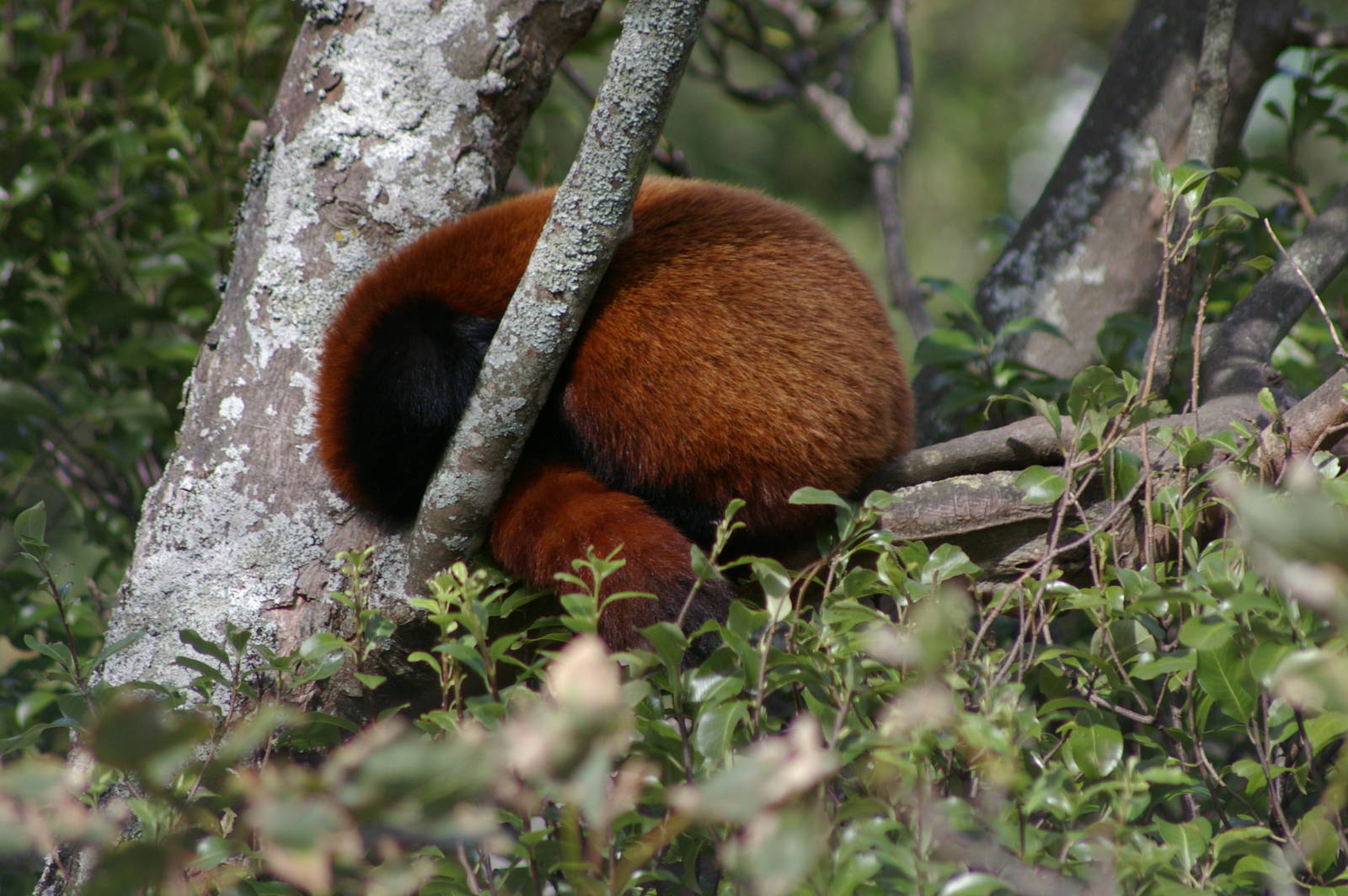 red panda (Ailurus fulgens) asleep in a tree