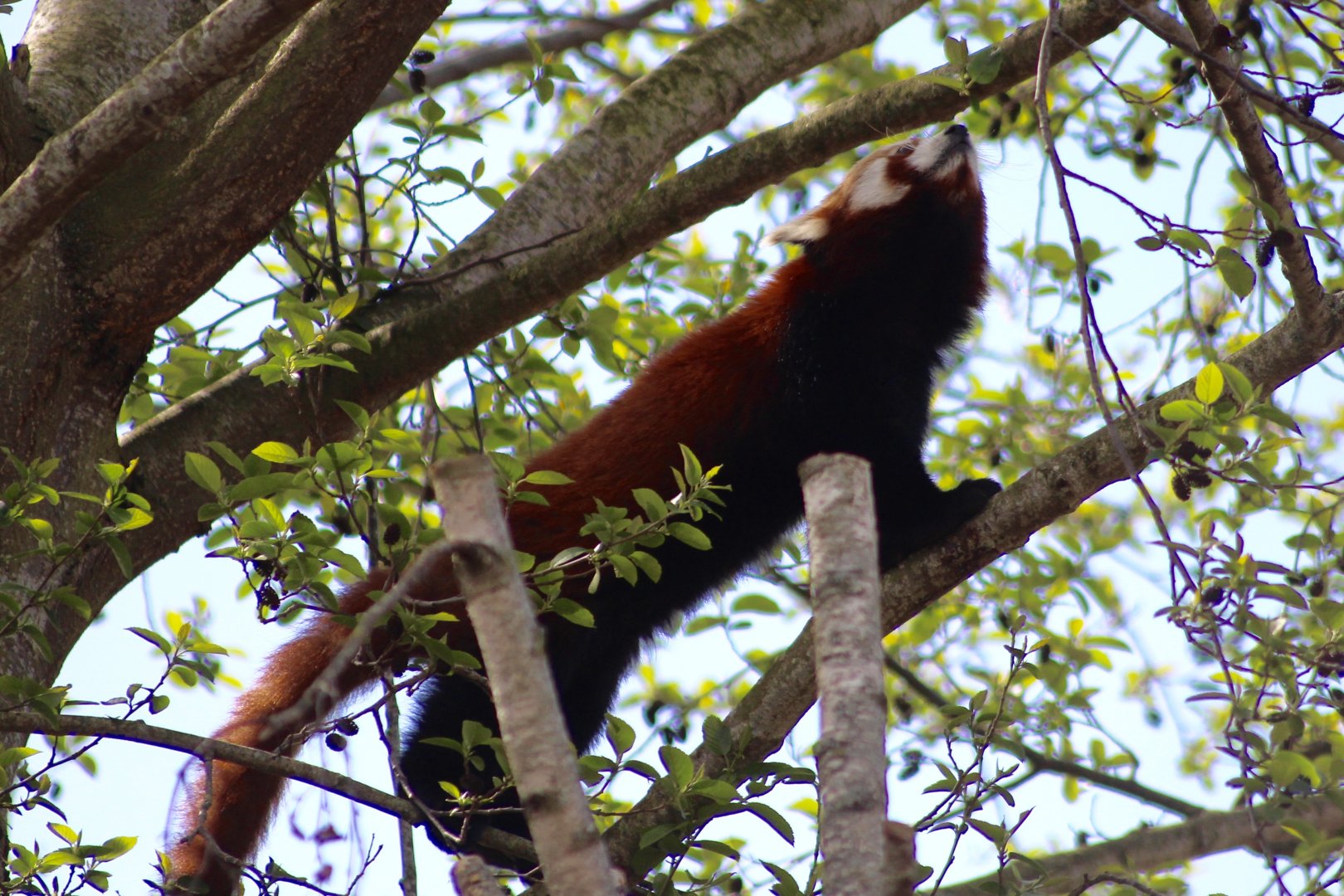 Red panda (Ailurus fulgens) at Dublin Zoo - 16/04/2022