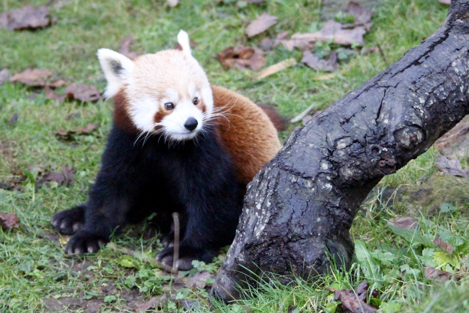 Red panda (Ailurus fulgens) at Dublin Zoo - 27/12/2021