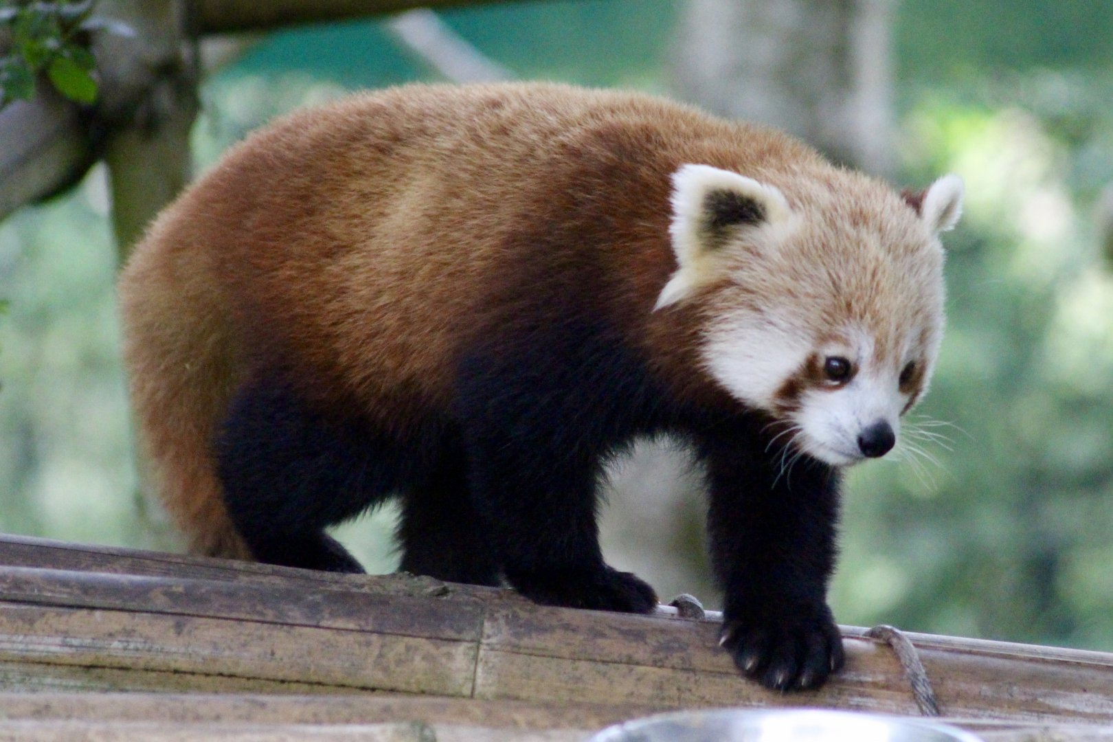 Red panda (Ailurus fulgens) at Fota Wildlife Park - 08/07/2021