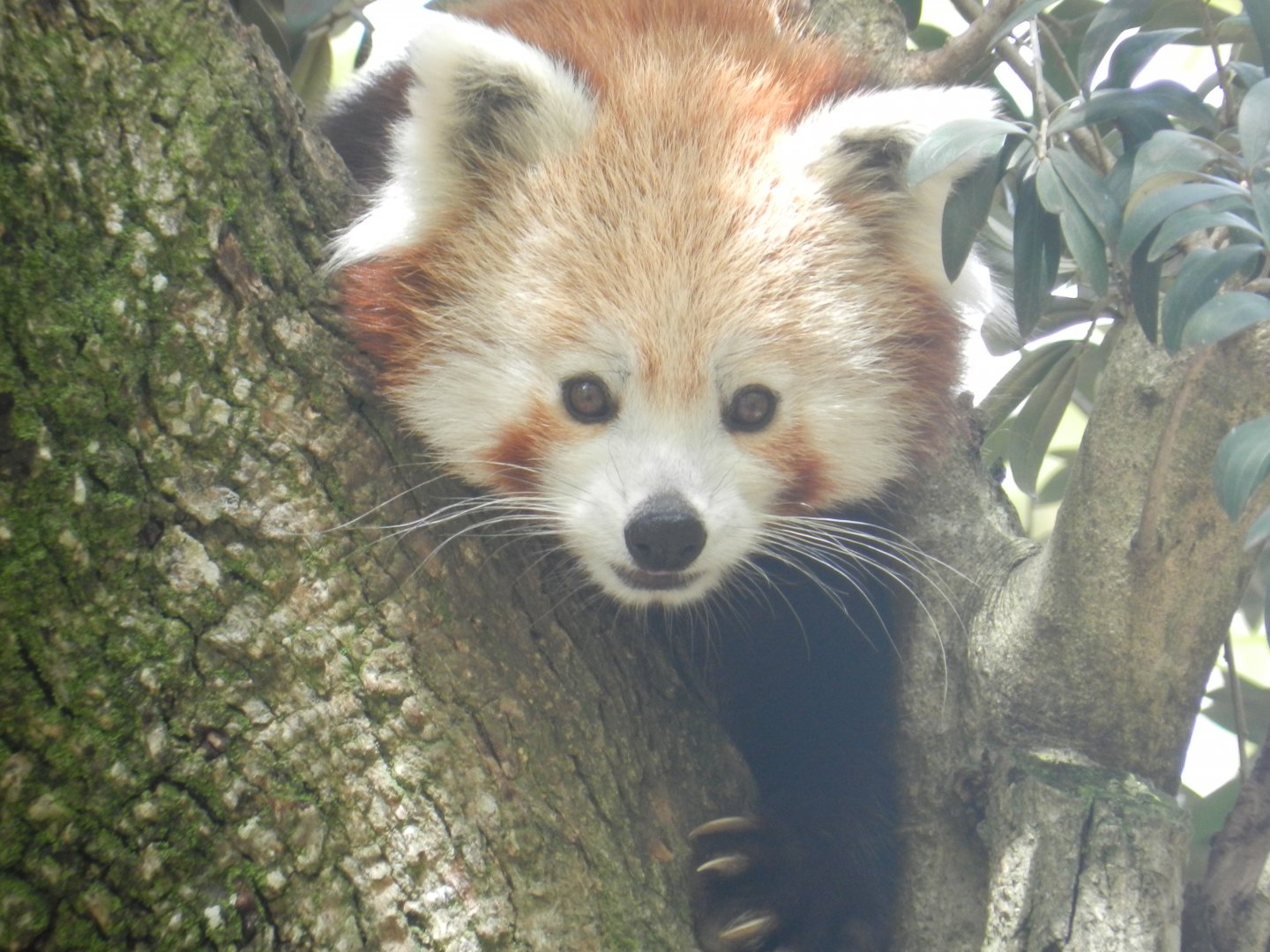 Red Panda (Ailurus fulgens) at Jardim Zoológico de Lisboa, Portugal*