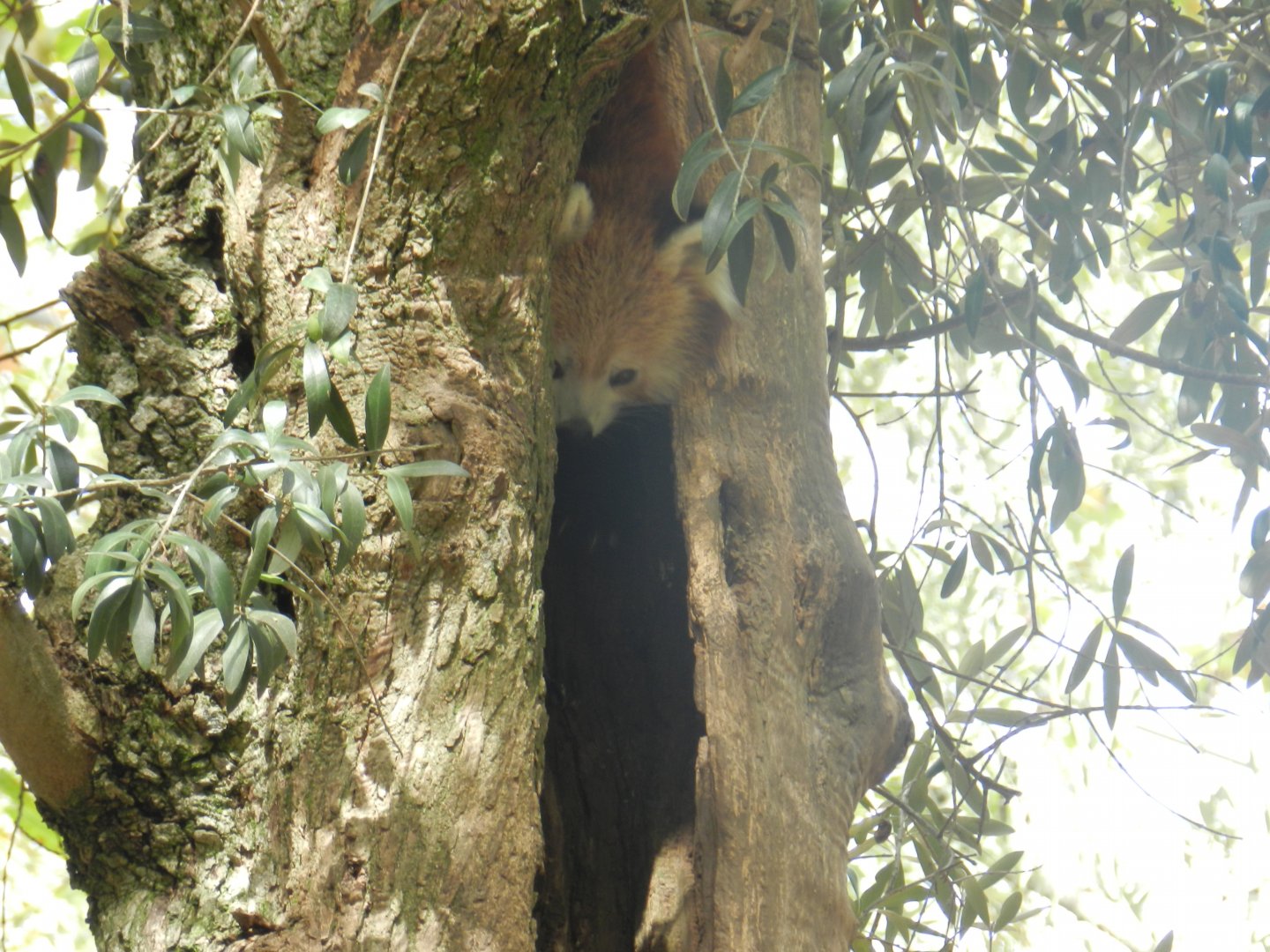 Red Panda (Ailurus fulgens) at Jardim Zoológico de Lisboa, Portugal*