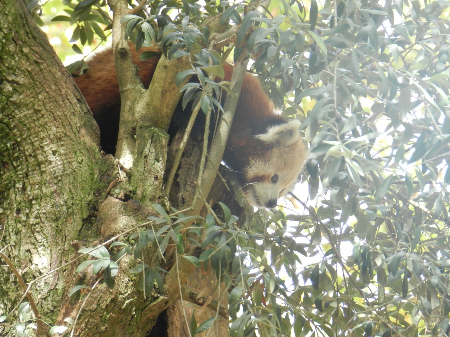 Red Panda (Ailurus fulgens) at Jardim Zoológico de Lisboa, Portugal*