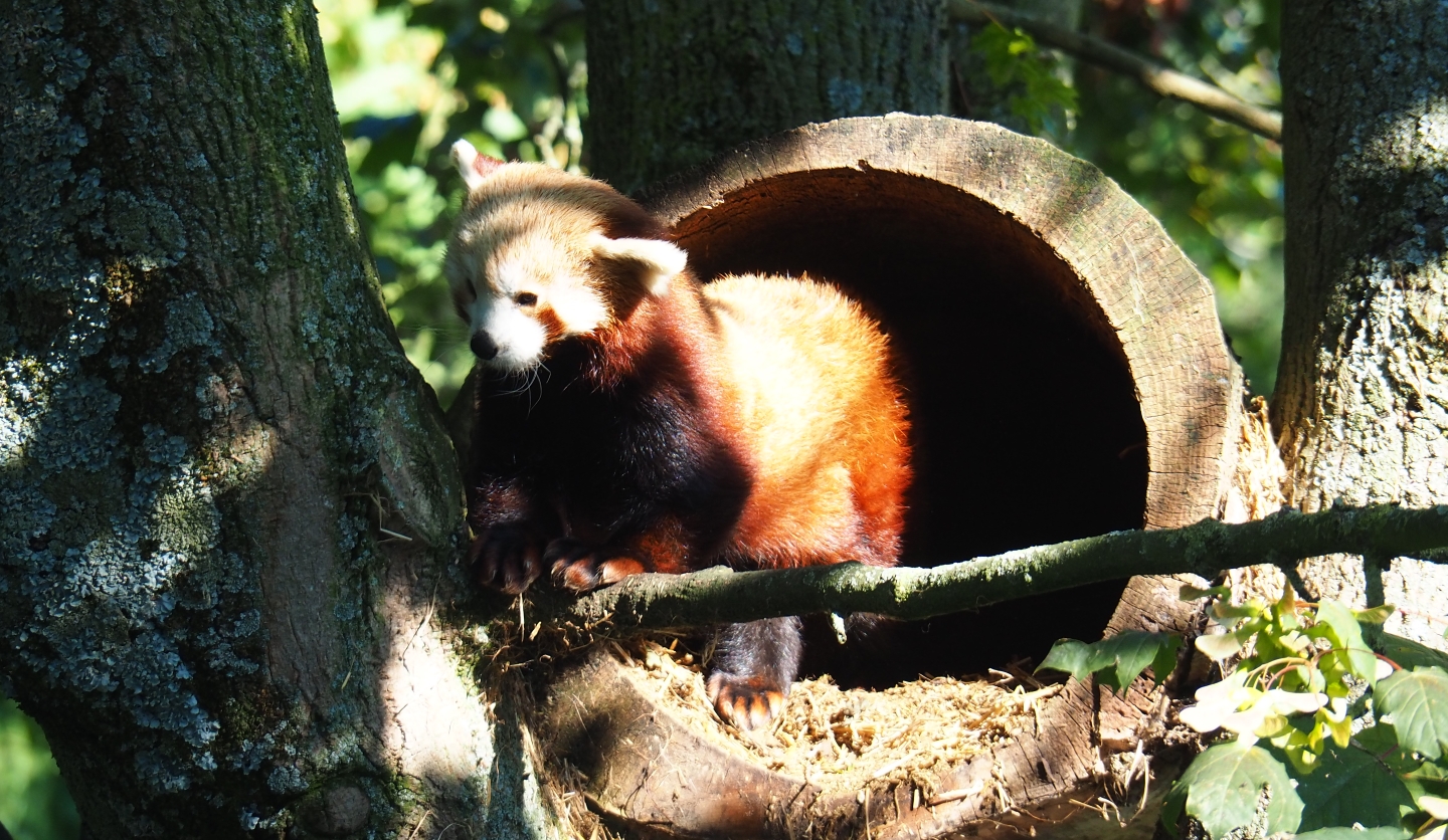 Red panda (Ailurus fulgens) coming out of a hollow log (Sep 2nd, 2018)