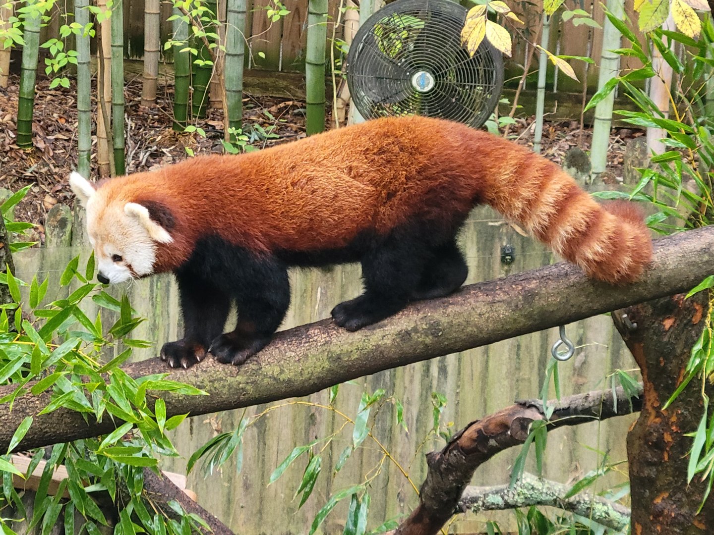Red Panda(Ailurus fulgens) - december 2023