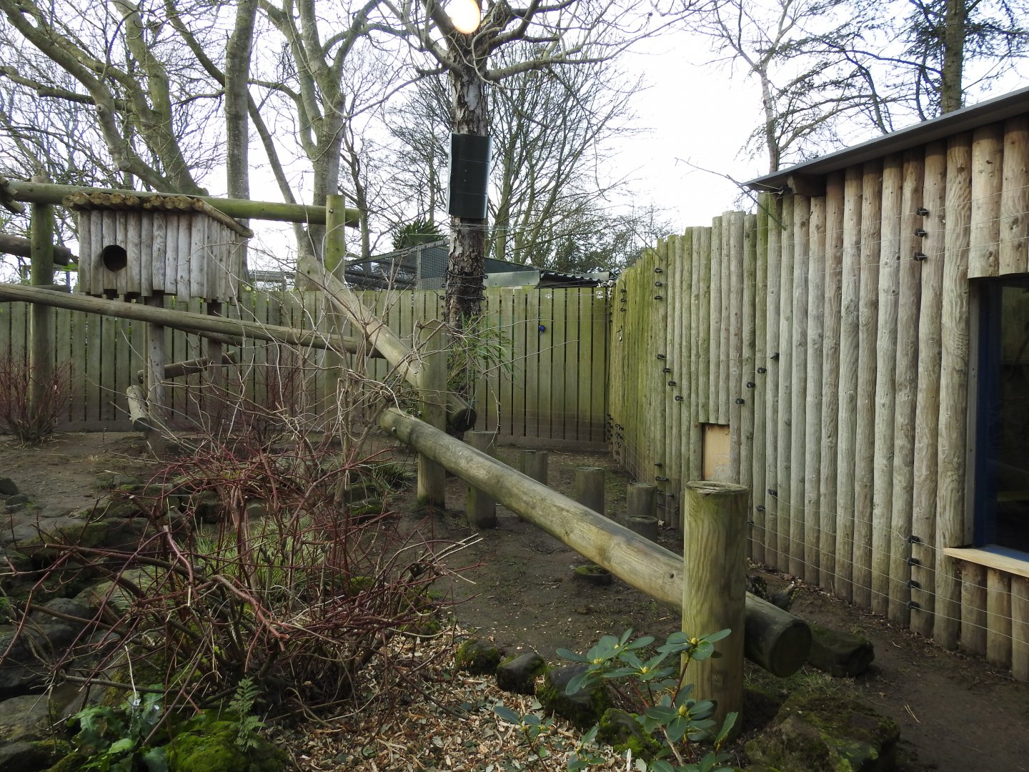 Red Panda (Ailurus fulgens) Enclosure 2
