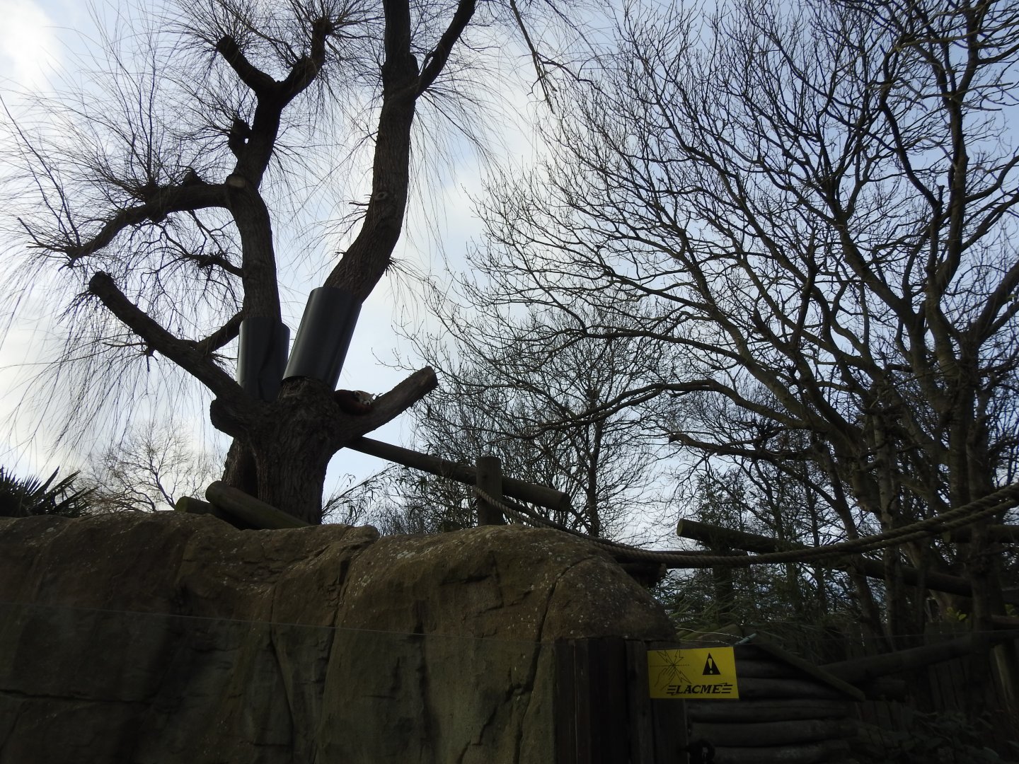 Red Panda (Ailurus fulgens) Enclosure 3