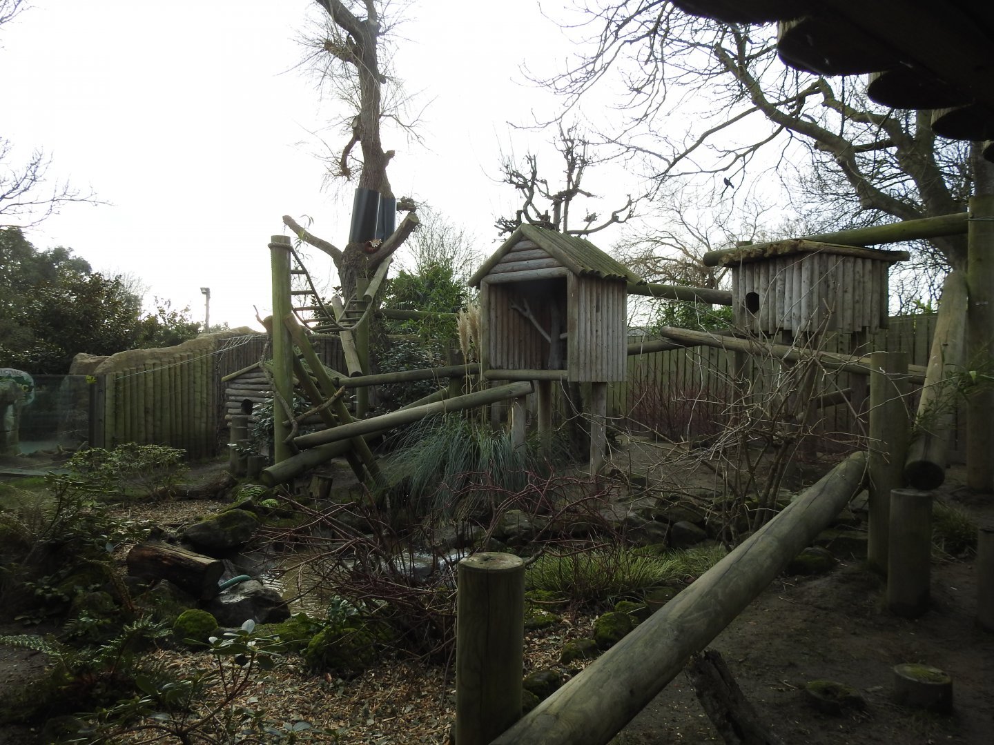 Red Panda (Ailurus fulgens) Enclosure