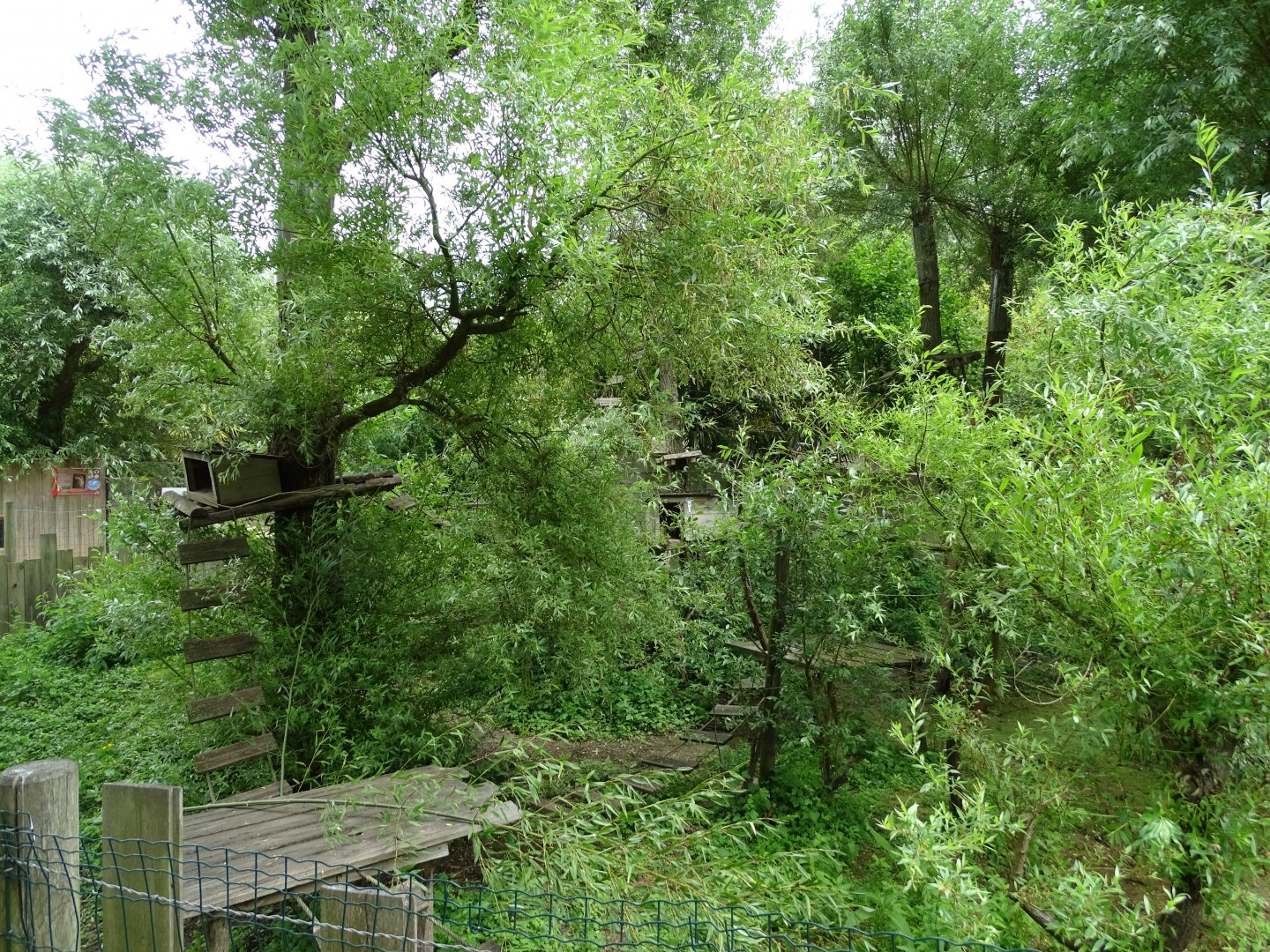Red panda (Ailurus fulgens) exhibit