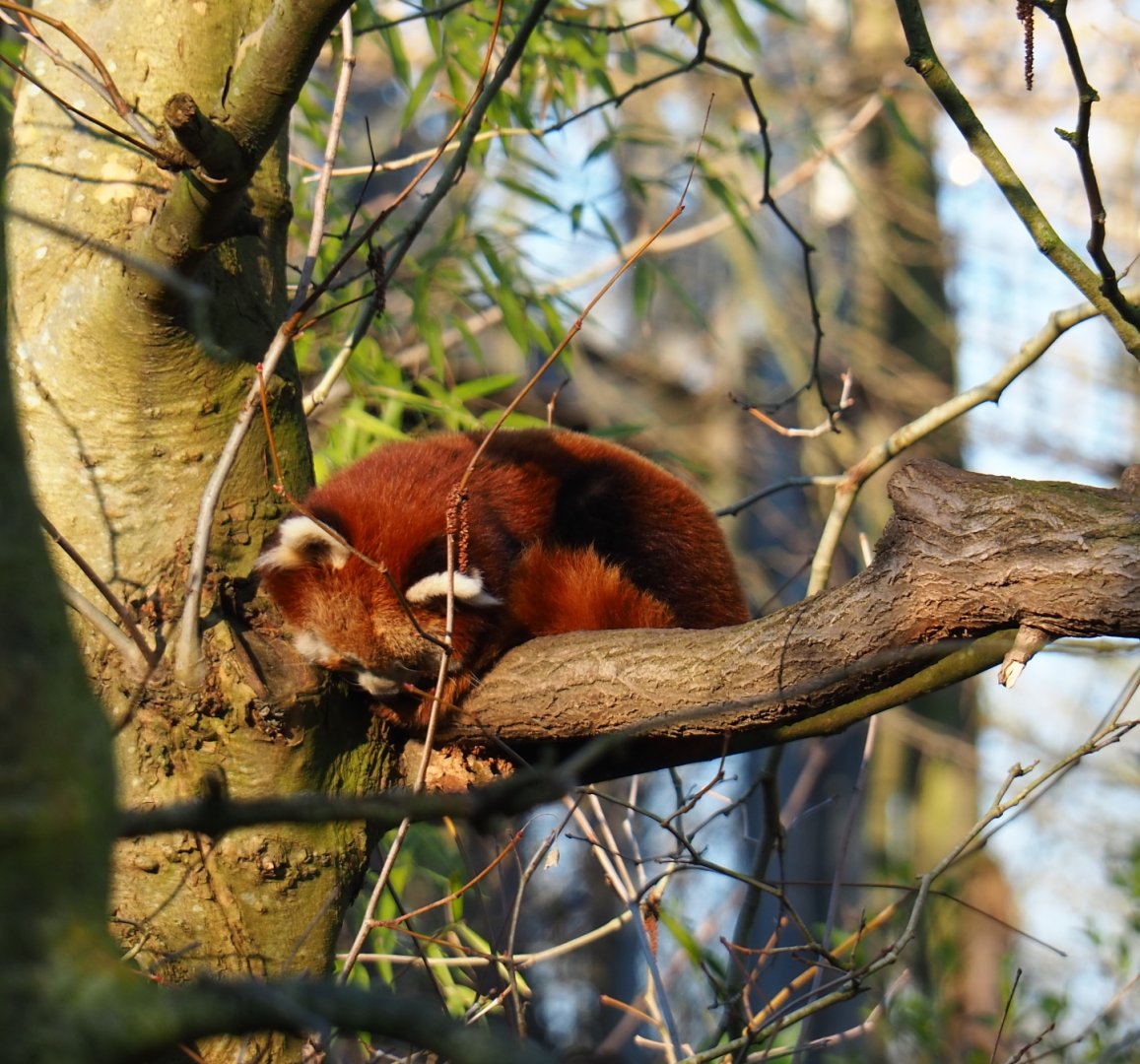 Red panda (Ailurus fulgens), Feb 16th, 2019