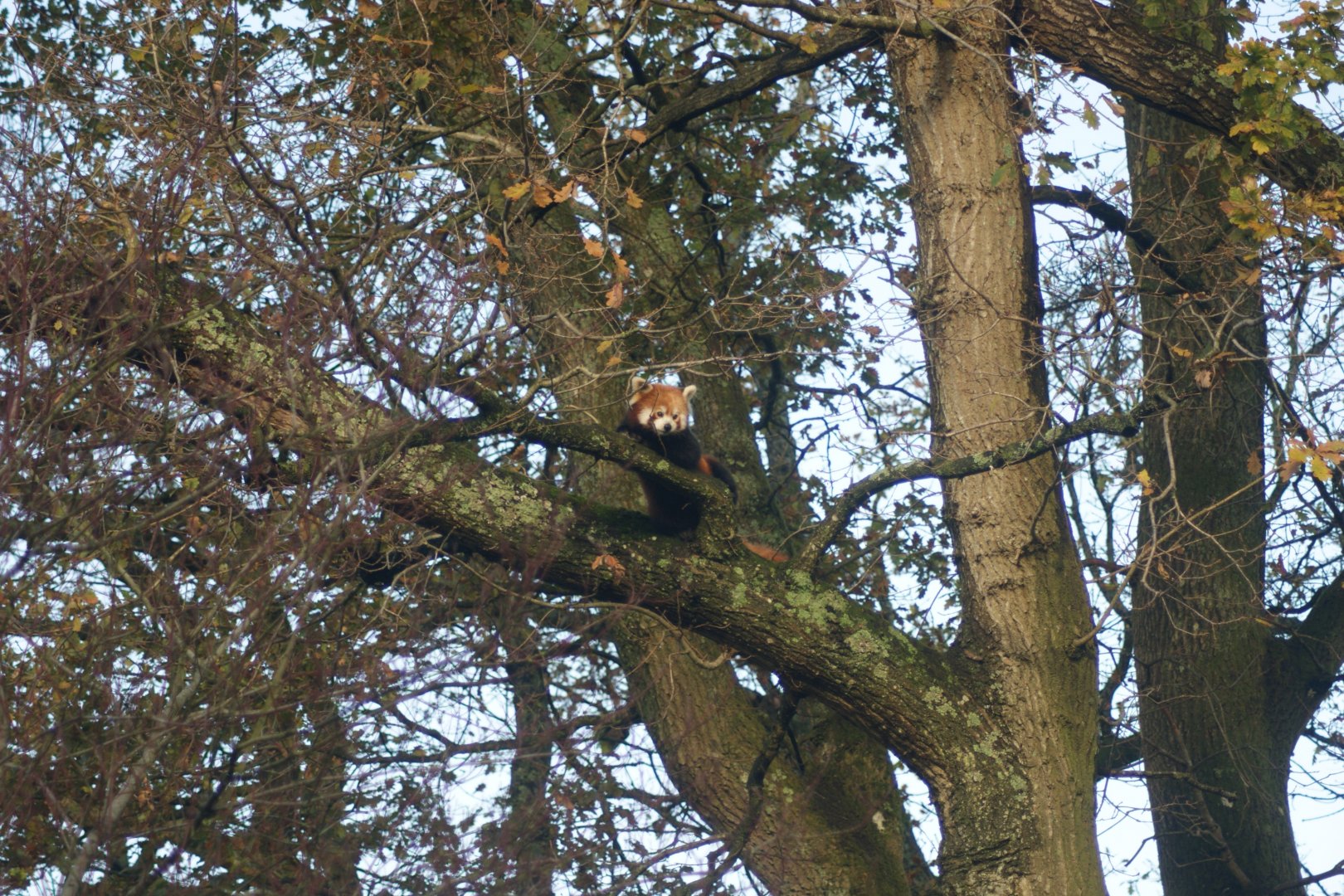 Red Panda (Ailurus fulgens) Female "Cherry"