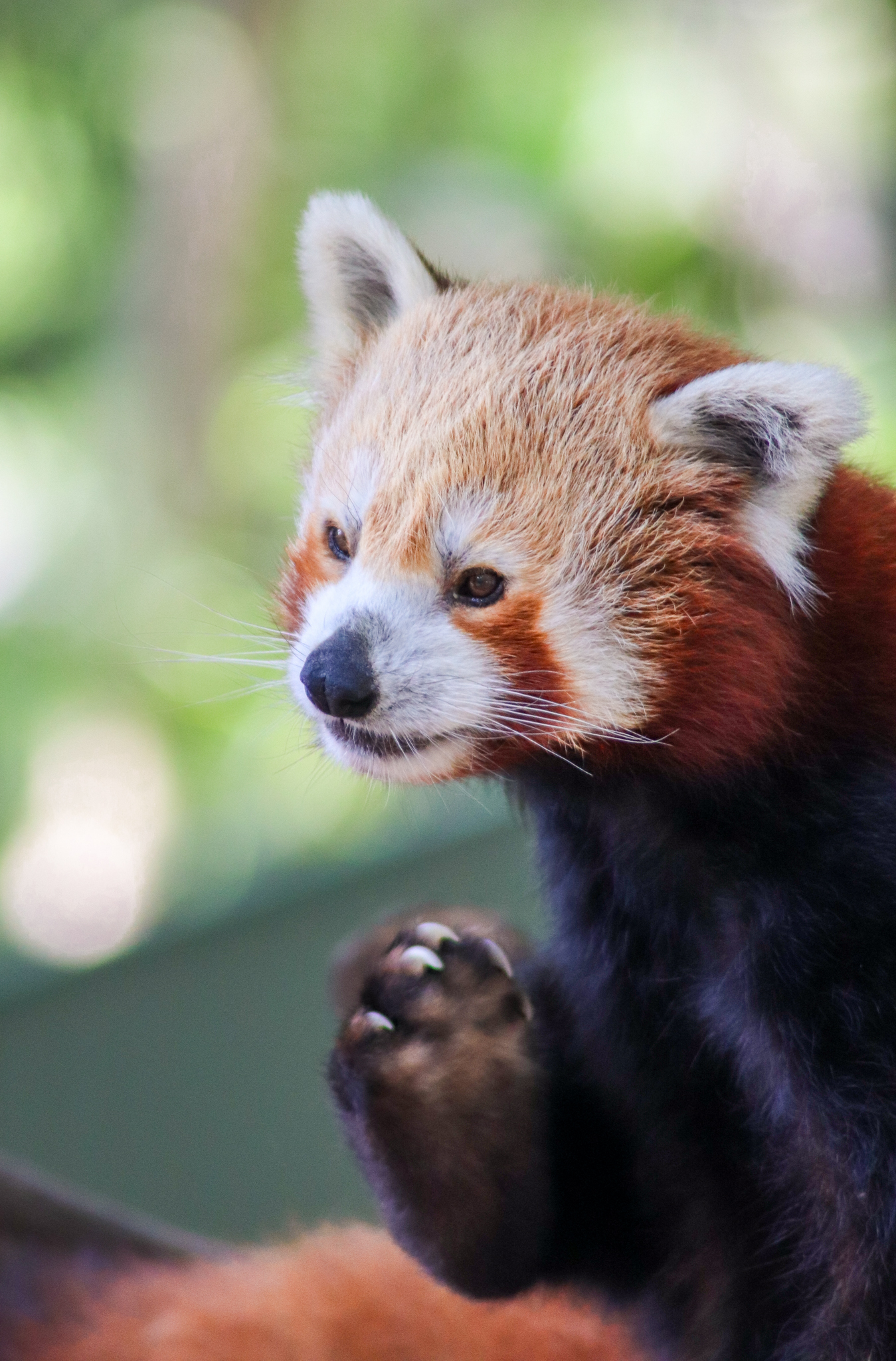 Red Panda (Ailurus fulgens fulgens) - January 2020