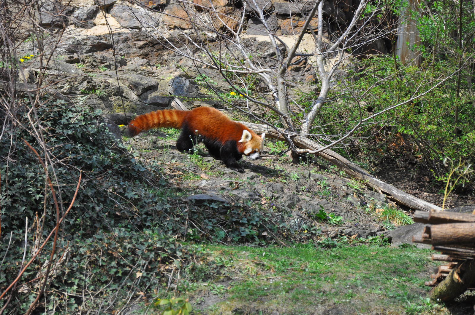 Red panda (Ailurus fulgens fulgens)