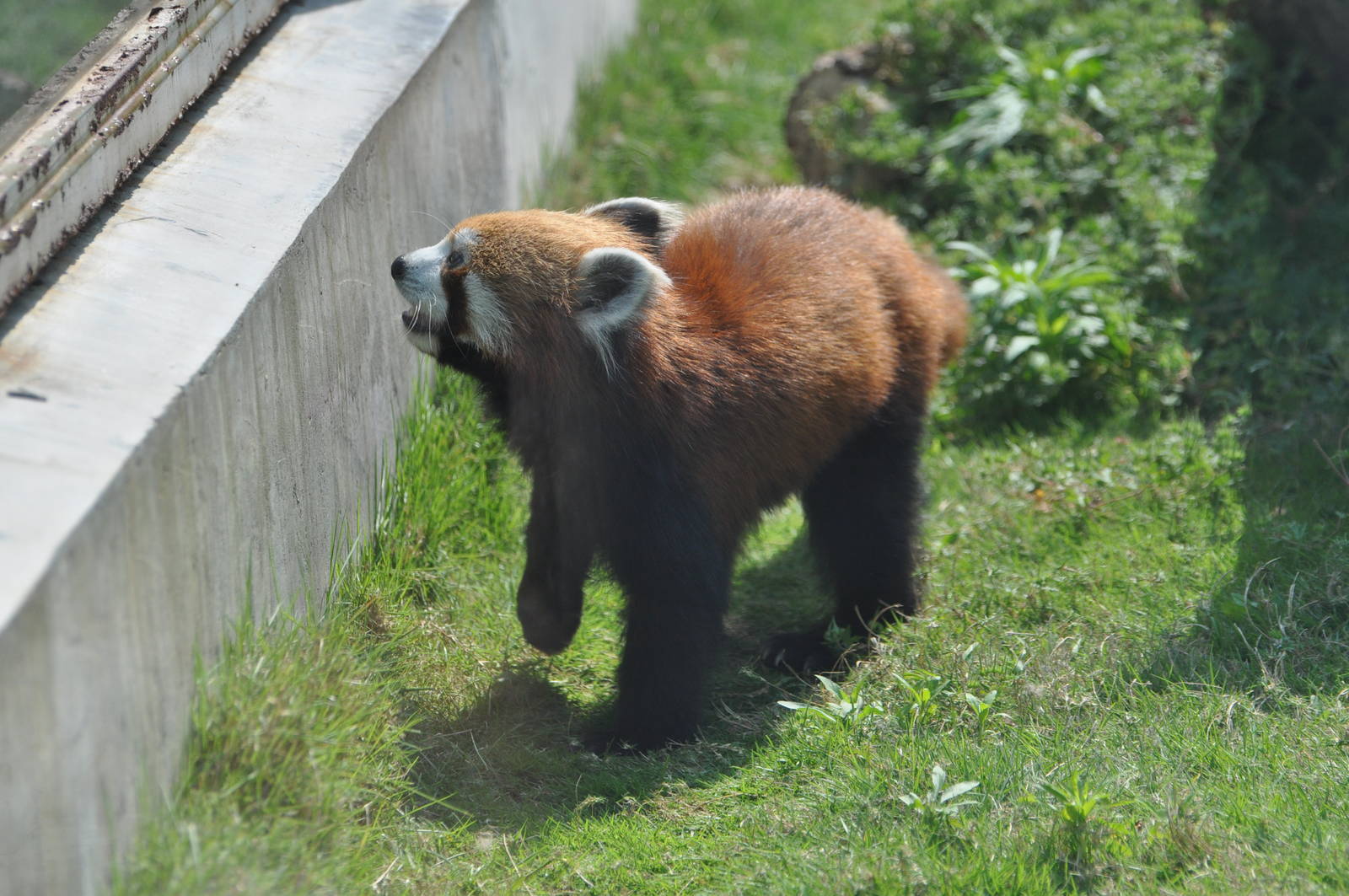 Red panda/ Ailurus fulgens fulgens