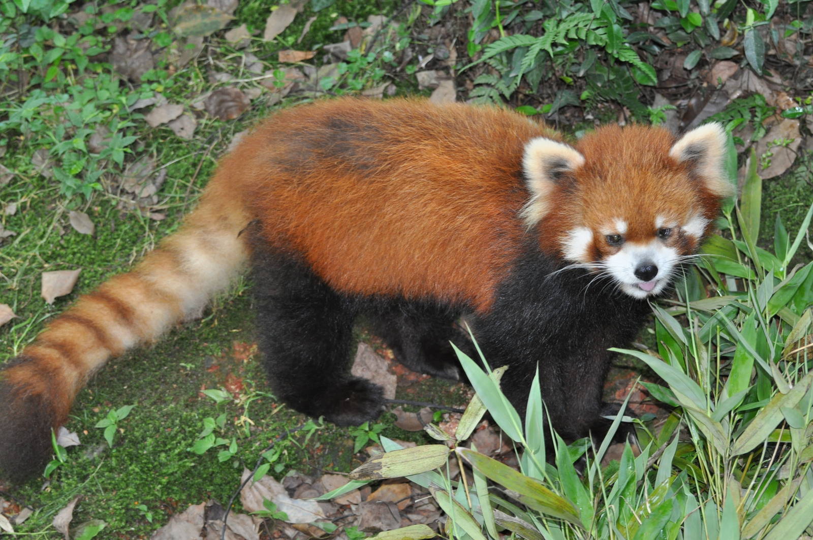 Red panda/ Ailurus fulgens fulgens