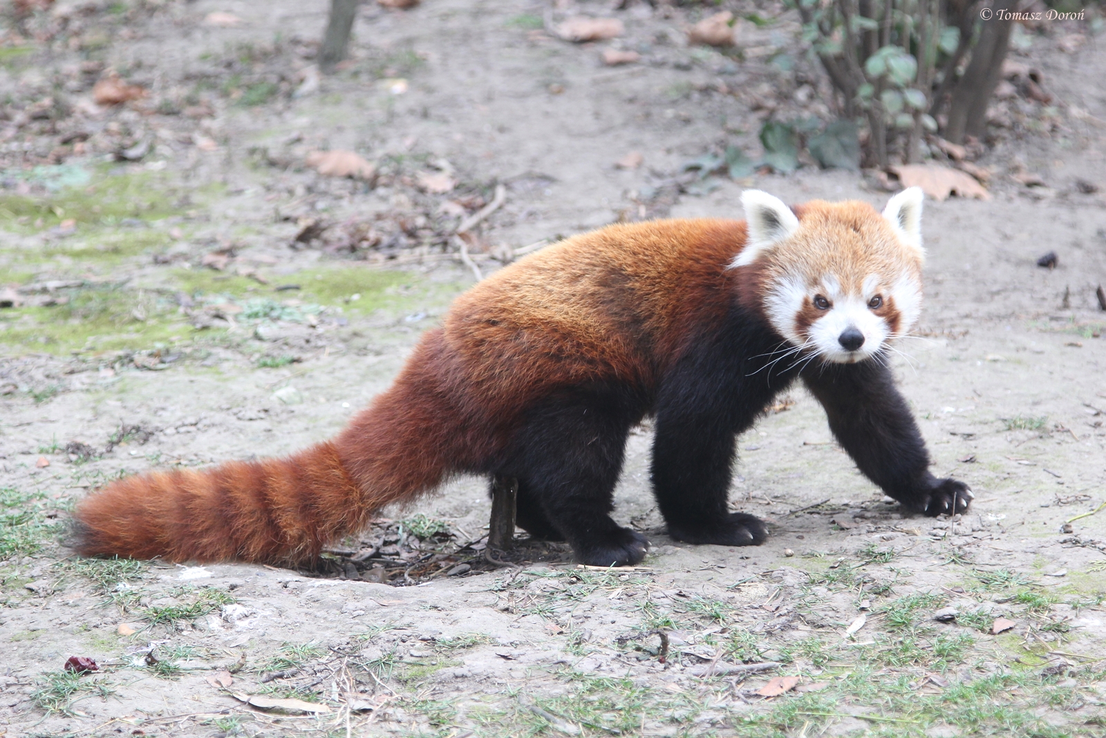 Red Panda (Ailurus fulgens fulgens)
