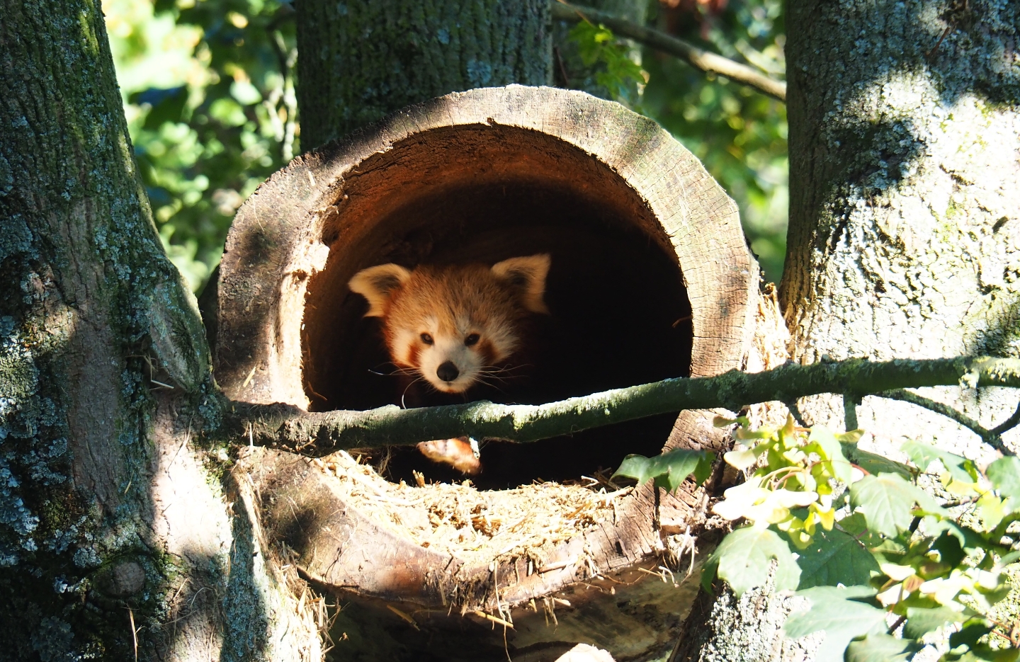 Red panda (Ailurus fulgens) in a hollow log (Sep 2nd, 2018)