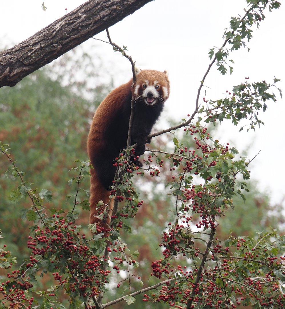 Red panda (Ailurus fulgens) in hawthorn shrub, 2025-08-24