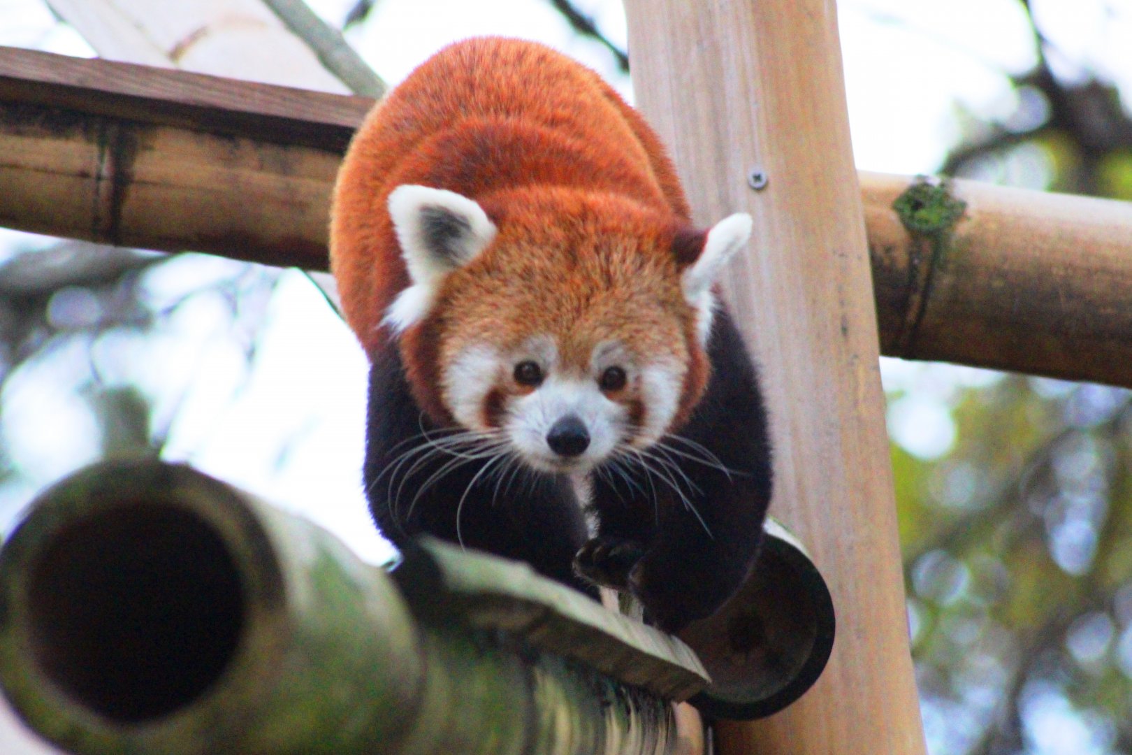 Red panda (Ailurus fulgens)  in Jardin des Plantes; 24th November 2018