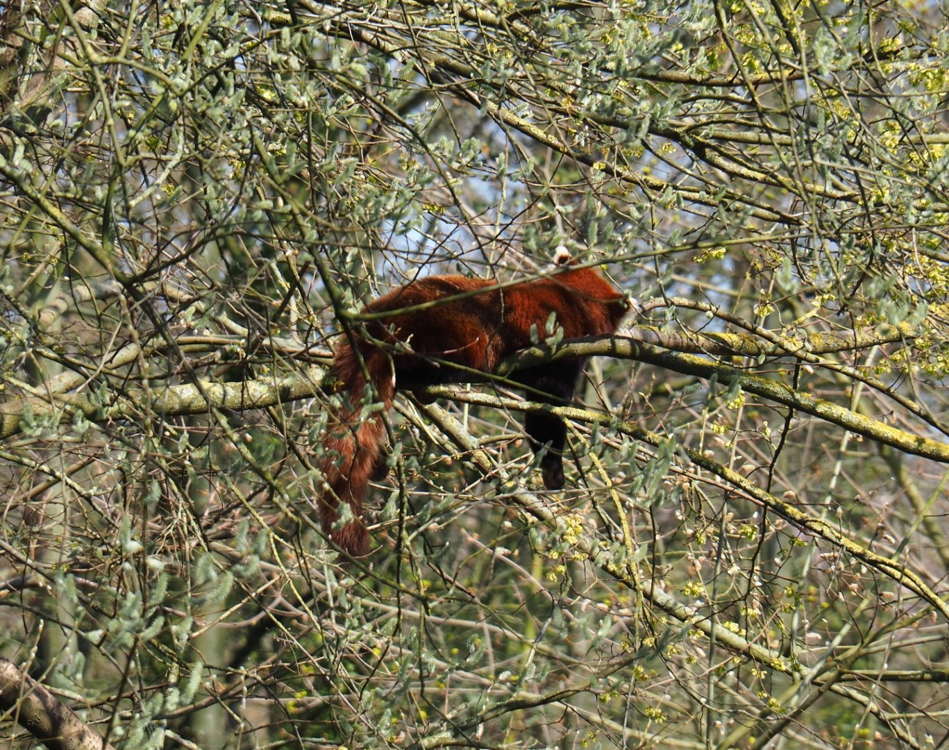 Red panda (Ailurus fulgens) sleeping up in a tree, 2019-03-30
