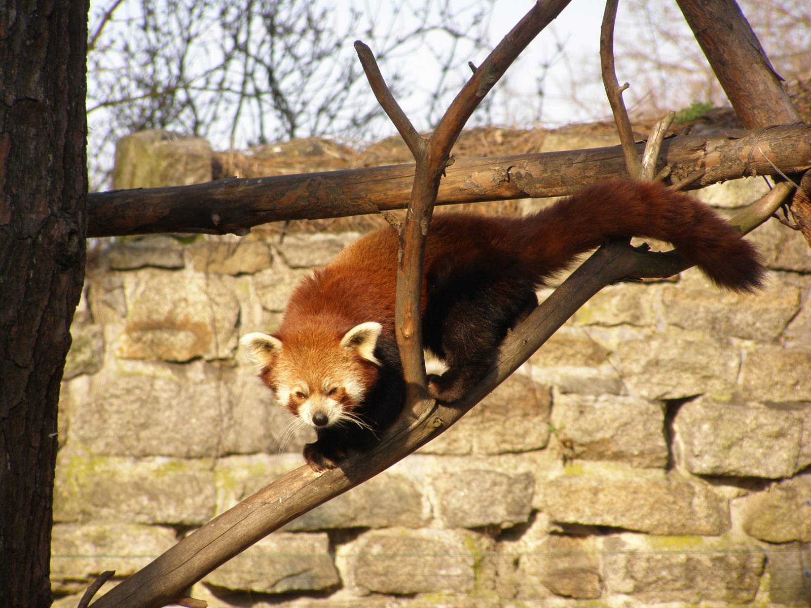 red panda (Ailurus fulgens)