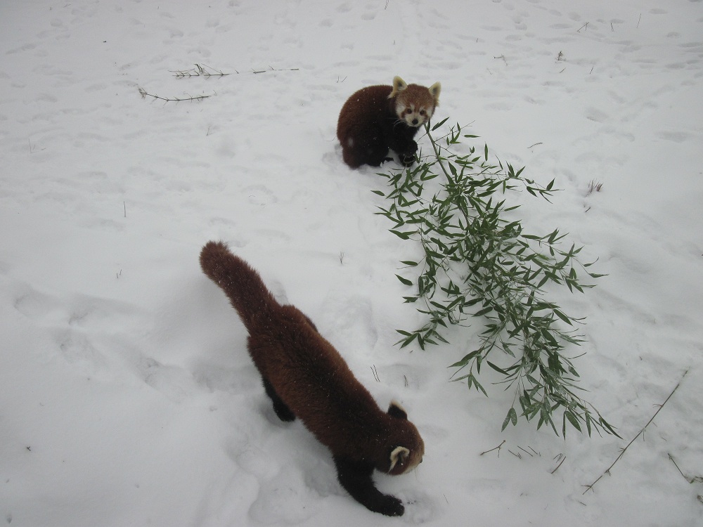 Red panda (Ailurus fulgens)