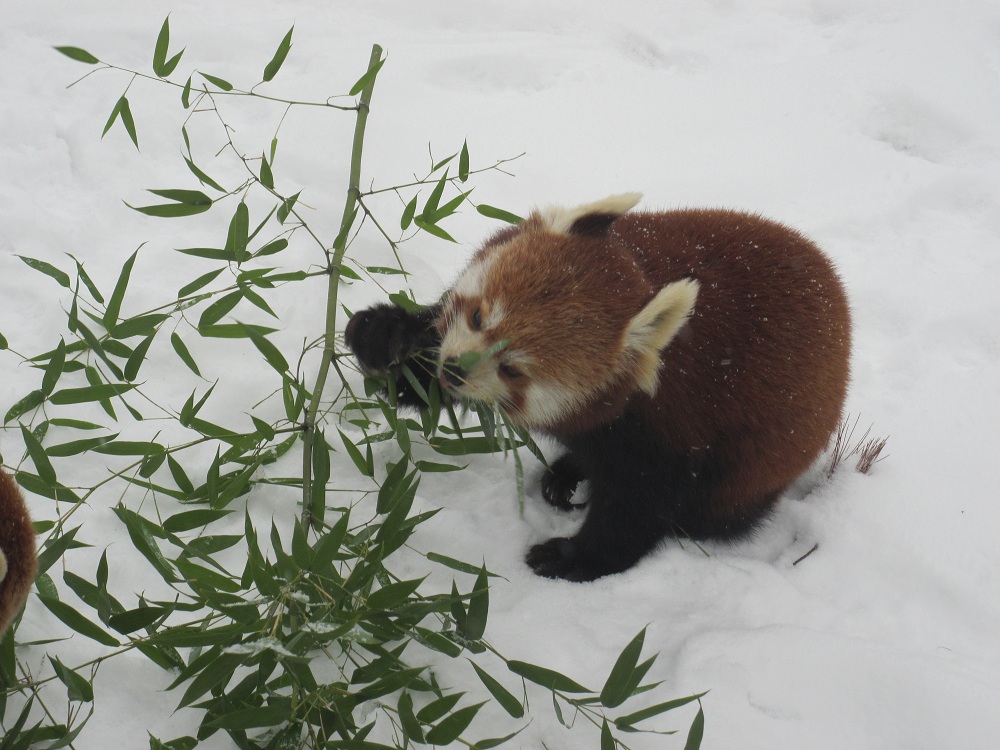 Red panda (Ailurus fulgens)
