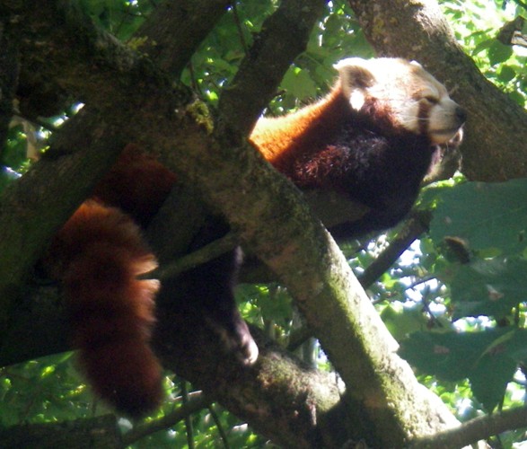 Red Panda (Ailurus fulgens)