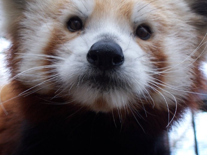 Red Panda (Ailurus fulgens)