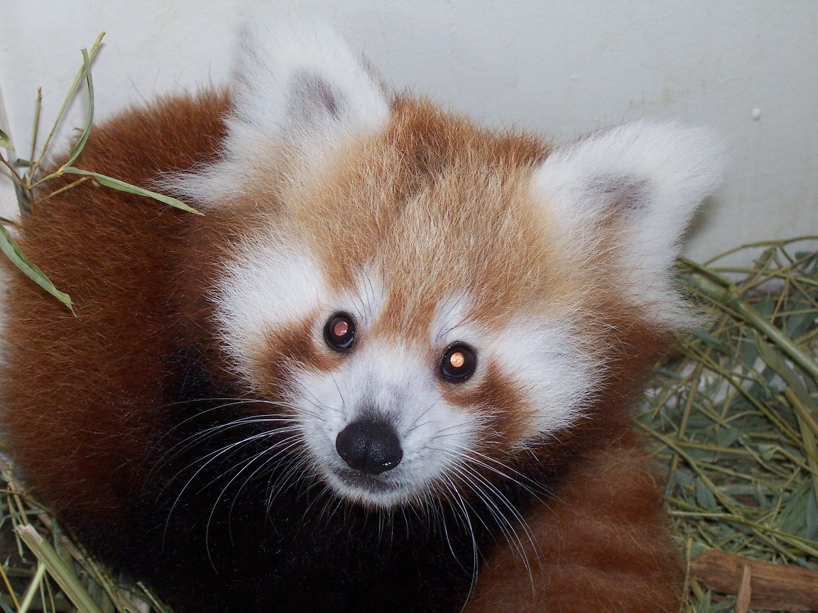 Red Panda (Ailurus fulgens)