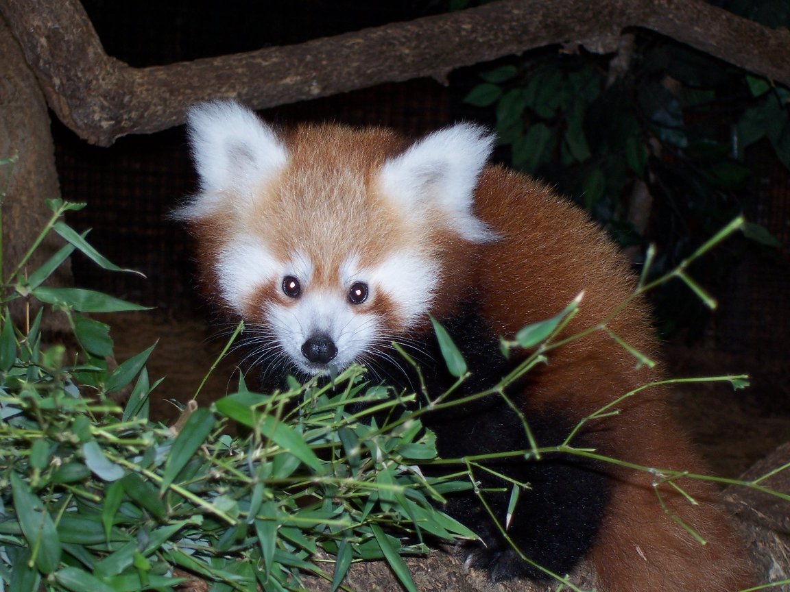 Red Panda (Ailurus fulgens)