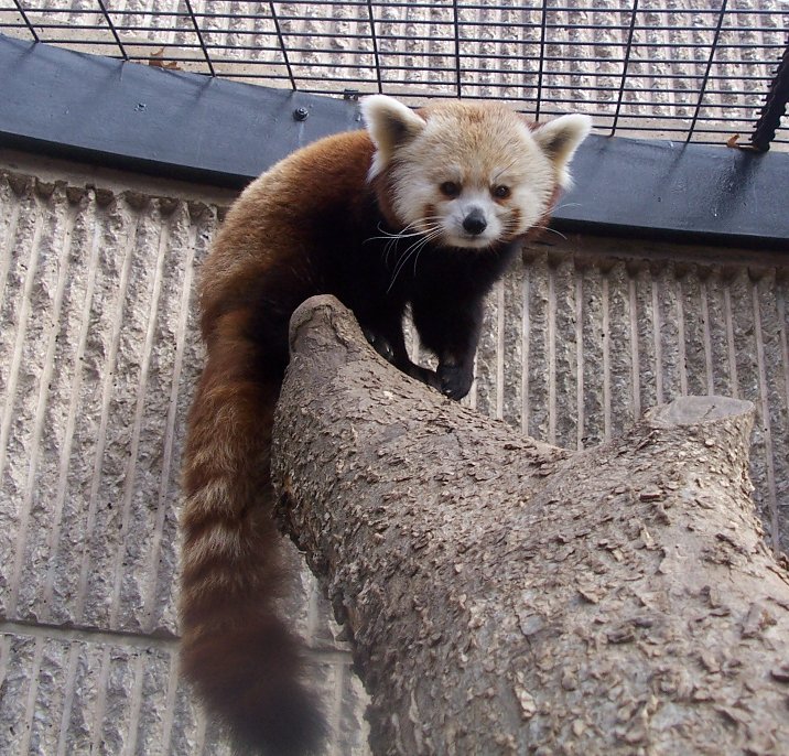 Red Panda (Ailurus fulgens)