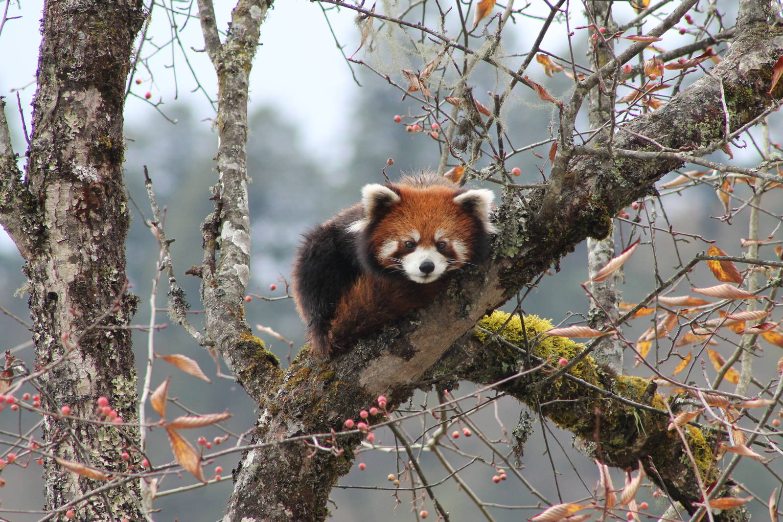 Red Panda (Ailurus fulgens)