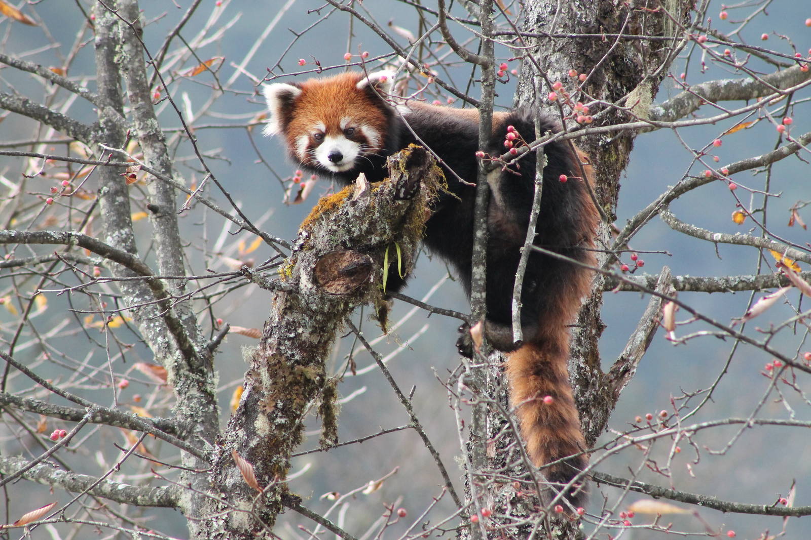 Red Panda (Ailurus fulgens)