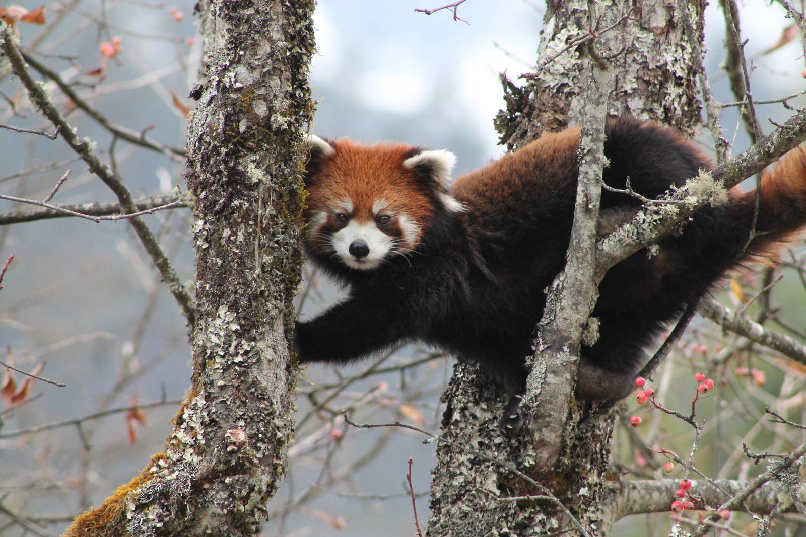 Red Panda (Ailurus fulgens)