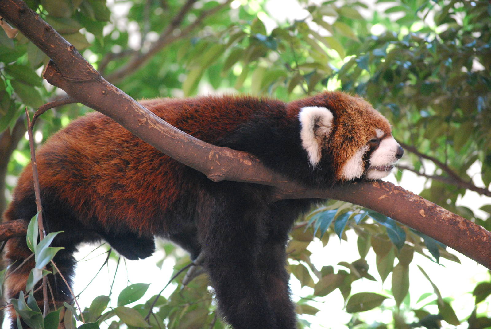 Red Panda (Ailurus fulgens)