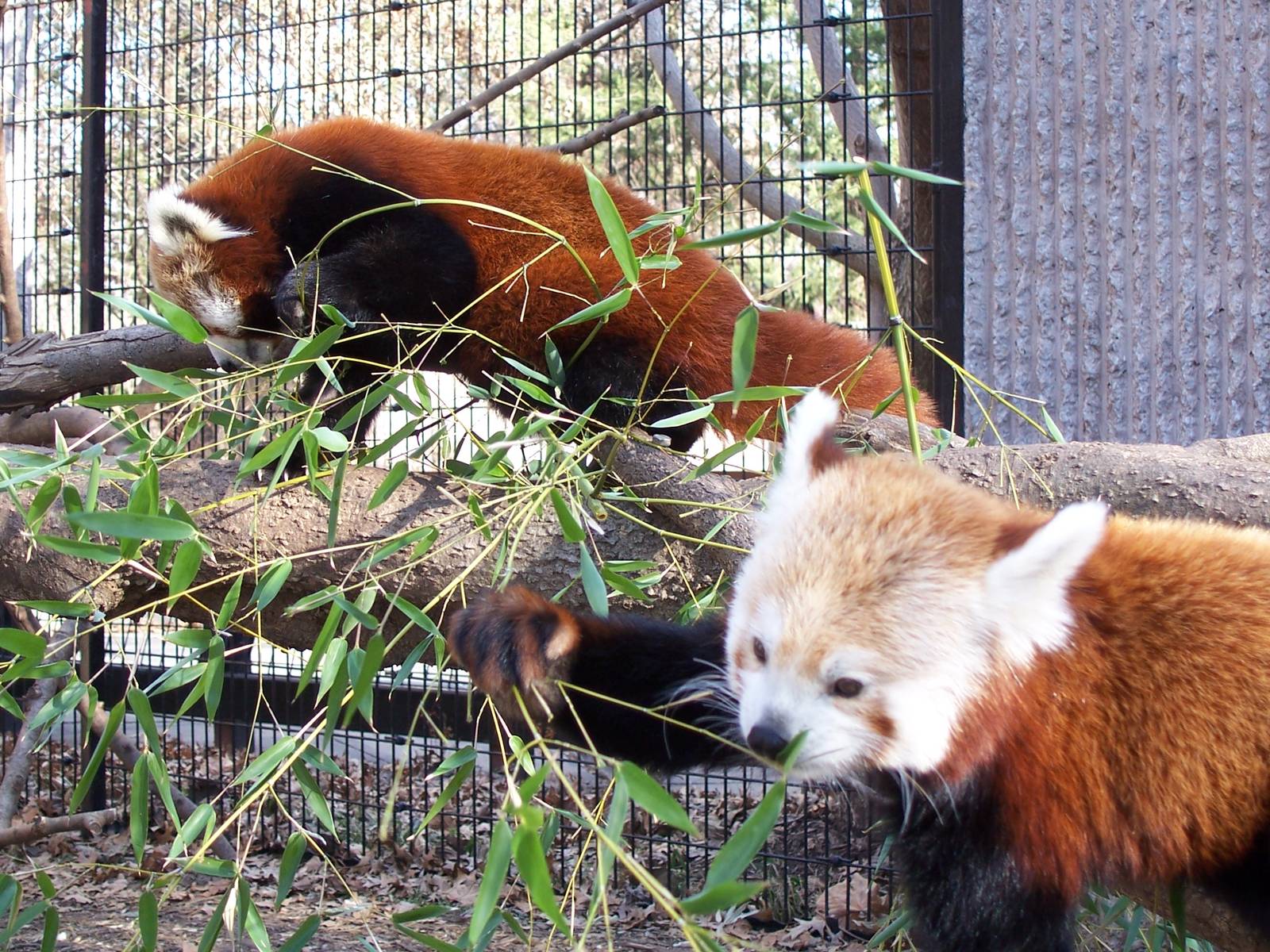 Red Panda (Ailurus fulgens)