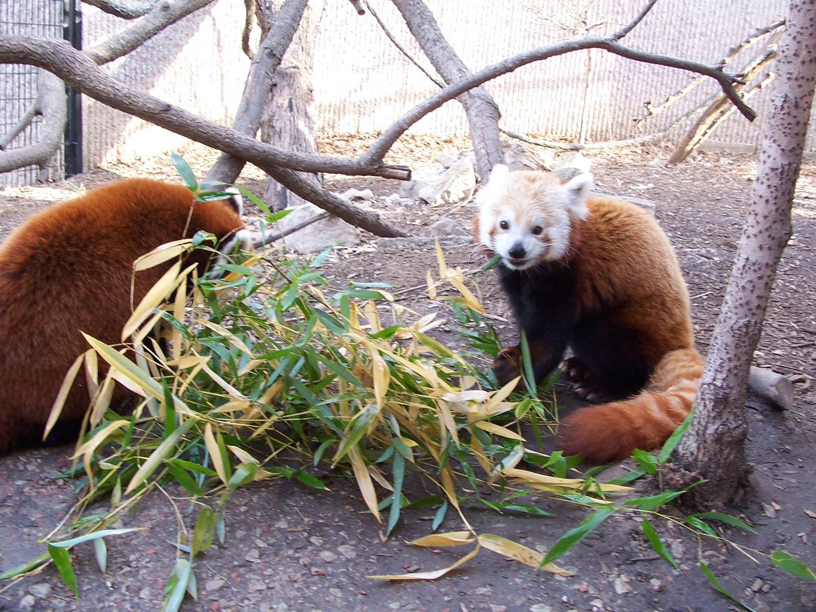 Red Panda (Ailurus fulgens)