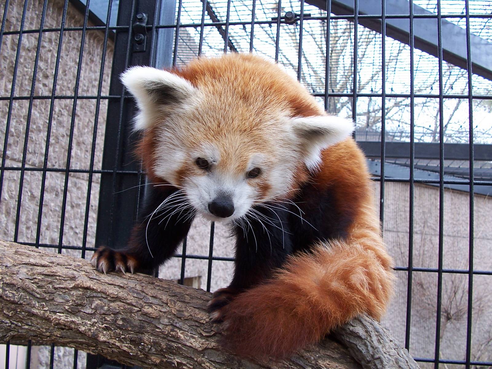 Red Panda (Ailurus fulgens)