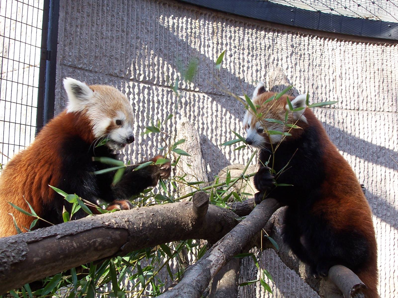 Red Panda (Ailurus fulgens)
