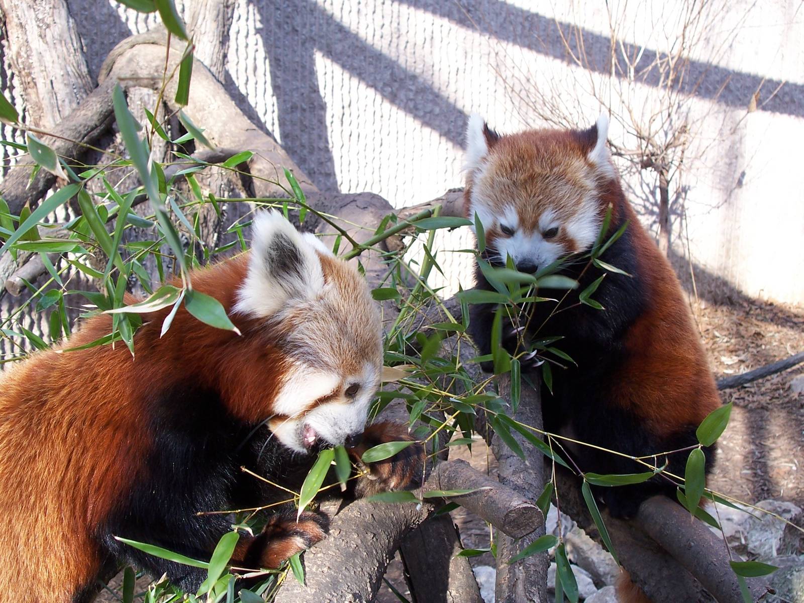 Red Panda (Ailurus fulgens)
