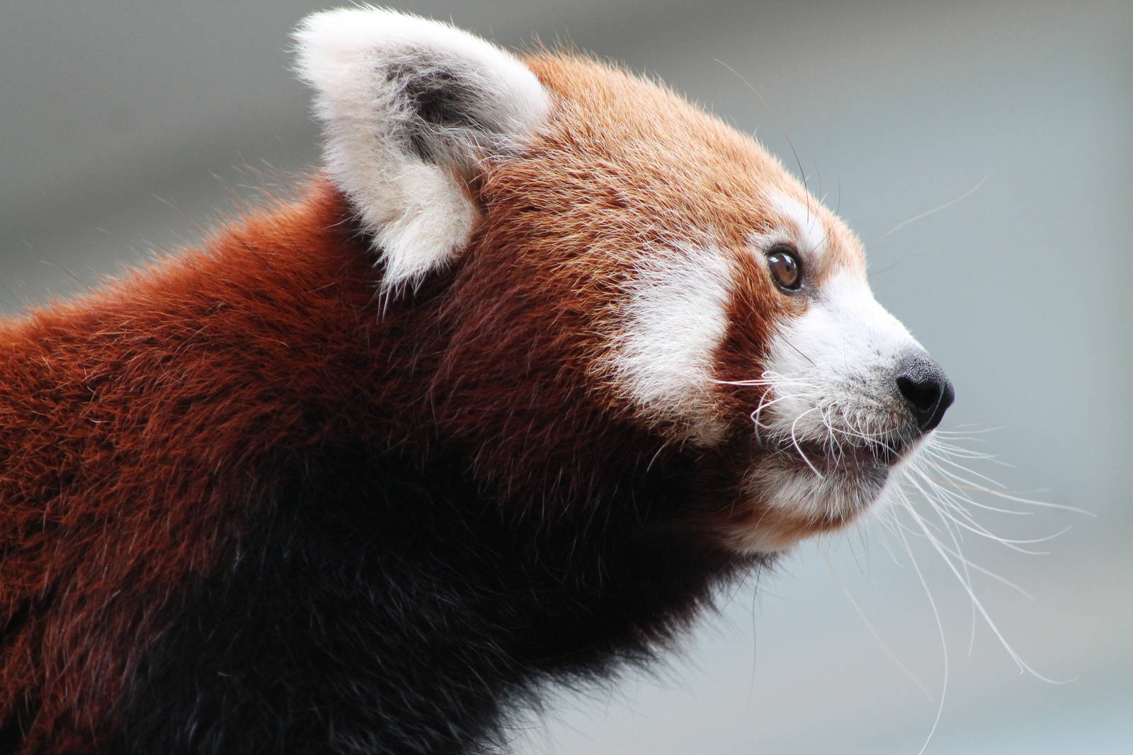 red panda (Ailurus fulgens)