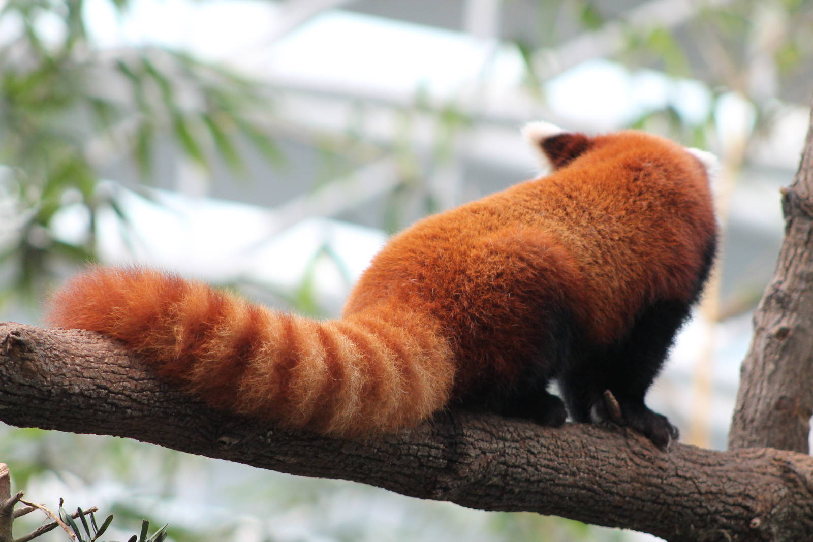 red panda (Ailurus fulgens)