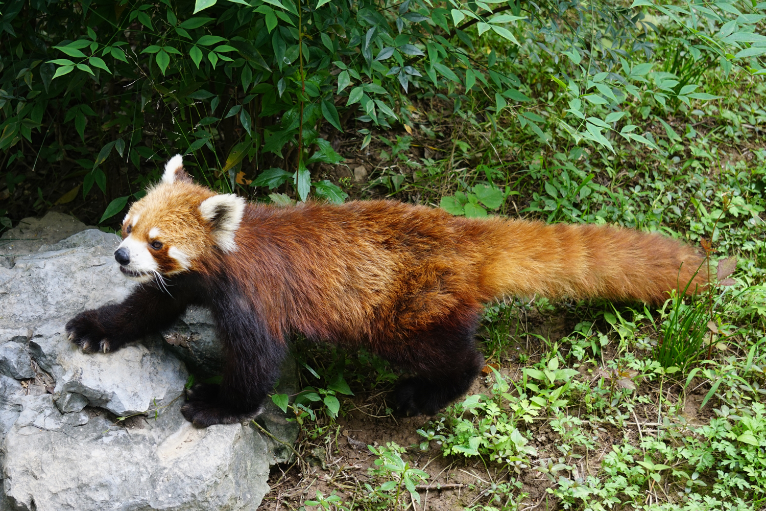 Red panda (Ailurus fulgens)
